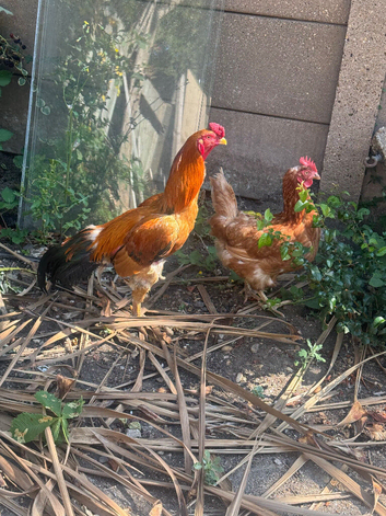 Chicken and male