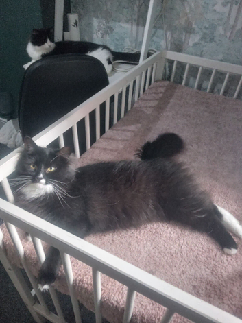 Gentle, Loving Cat for Rehoming &ndash; Luna (4 Years Old)