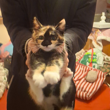 Female calico kitten