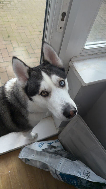 Rex, Siberian husky
