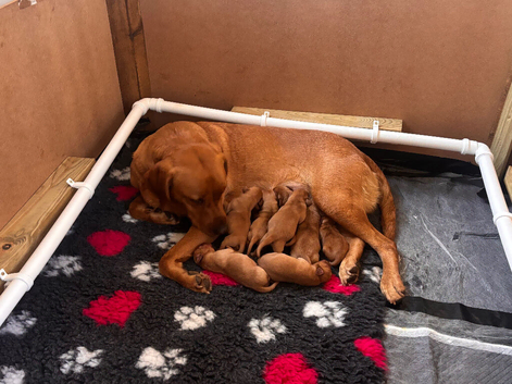 Fox red lab puppies