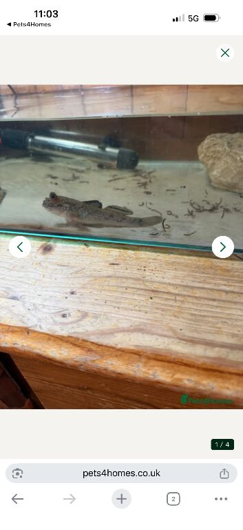 Male mudskipper