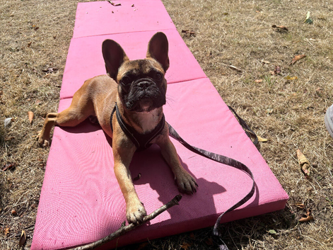 Frenchie