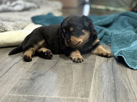 Chunky Rottweilers