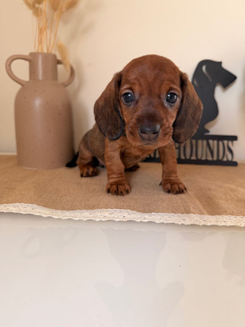 Exceptional standard wire haired dachshund puppies