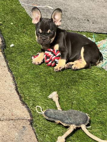 French Bulldog Puppies &ndash; 2 Girls &ndash; Born 7th June