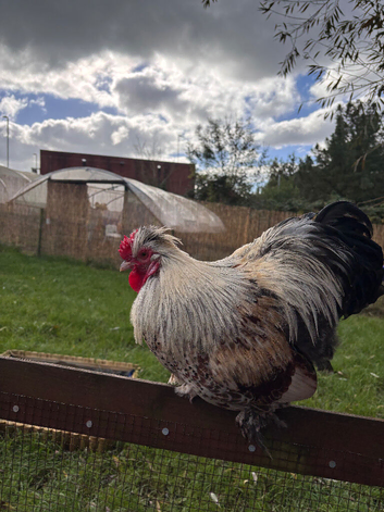 Beautiful Cockerel for rehoming