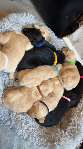 6 Labrador retrievers left
