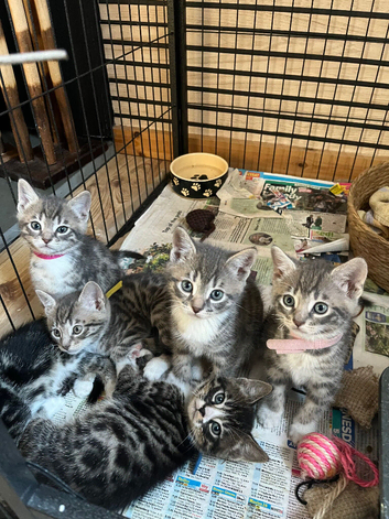 Stunning Bengal cross kittens