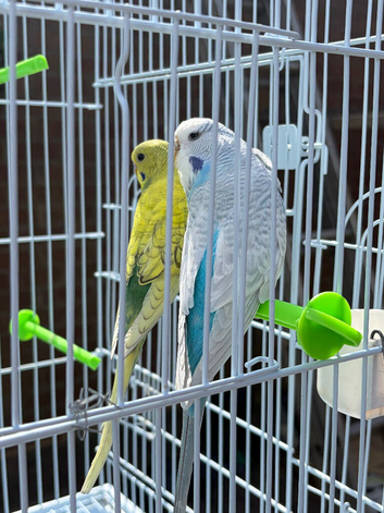 Budgies for sale