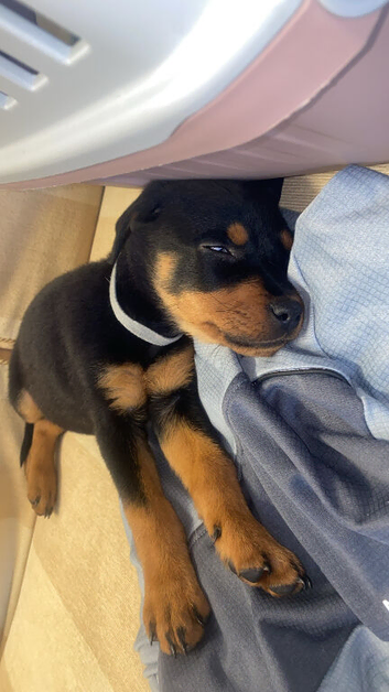 Pure bread Rottweiler