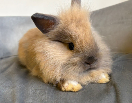 Pure bred double maned lionhead babies