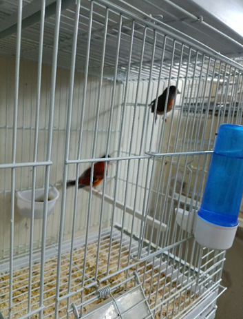 Red siskin for sale