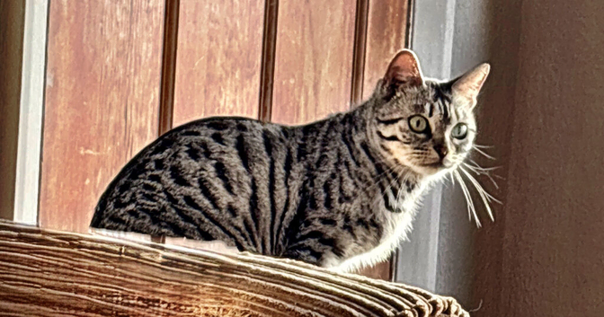 3 year old female snow bengal for rehoming