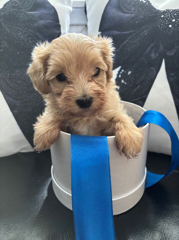 F1 maltipoo boy
