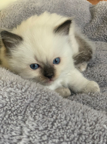 Gordious pure ragdoll kittens