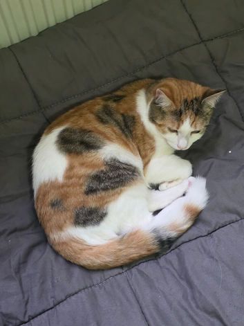 7 month old domestic short hair