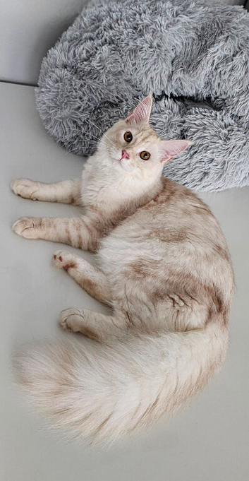 Maine Coon kitten