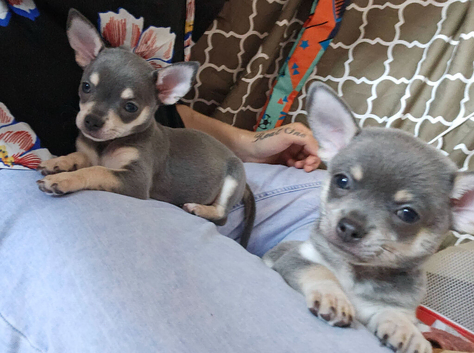 ***Ready now*** last girl available chihuahua puppies