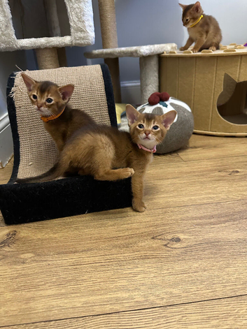 Abyssinian Tica reg. kittens