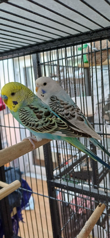 Pair of young budgies