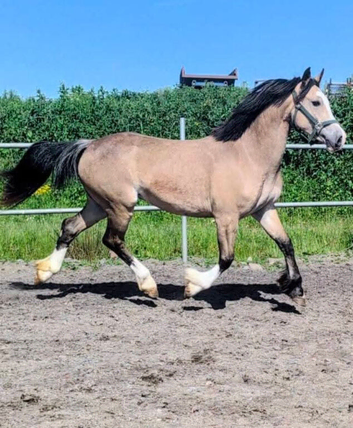 Beautiful quality welsh D dun mare