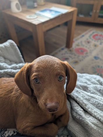 Beautiful puppy