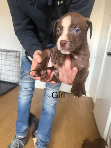 American bulldog x Husky puppies