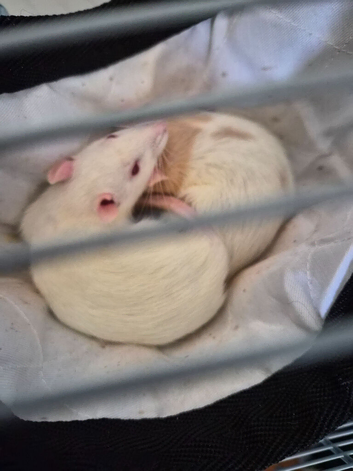 Female rats