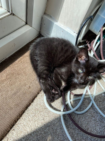 Last male kitten