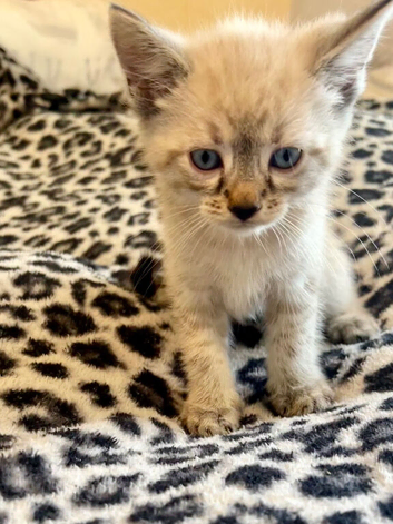 Beautiful pair of blue eyed kittens for sale