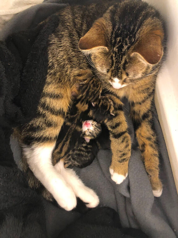 Beautiful tabby girl kitten