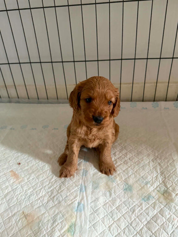 Cockerpoo puppies for sale
