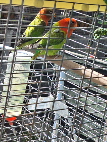 Pair of Pure Bred Fischers Love Birds and Cage