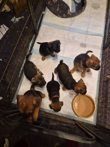 Fluffy french bulldogs and border terrier mixed