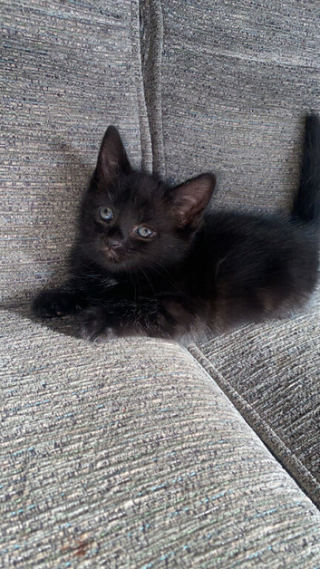 Black kitten