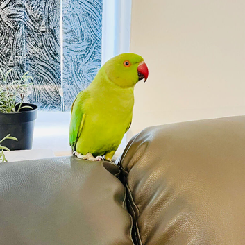 Stunning young Indian ringnick parrot