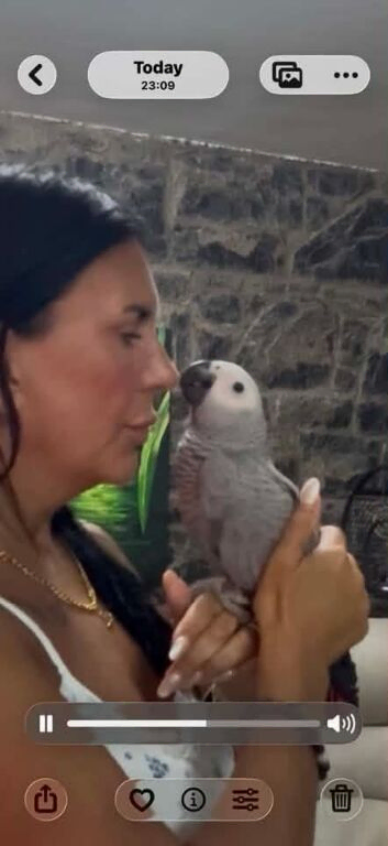 African Grey baby girl
