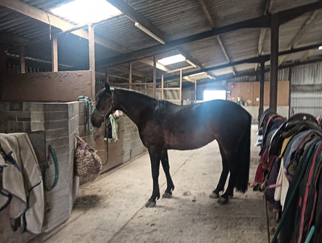 LOOKING FOR MY NEXT FOREVER HORSE,15.2 AND ABOVE