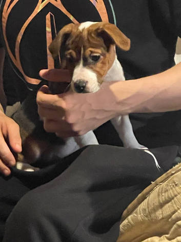 2 adorable Jack Russell puppies