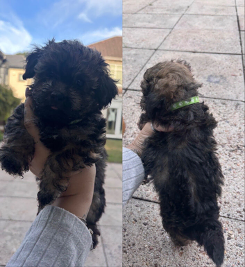 Poodle mix