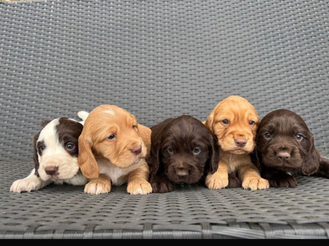 KC Cocker Pups