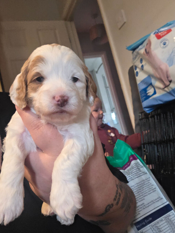 4 beautiful cockapoo puppies (3/4 mini poodle)