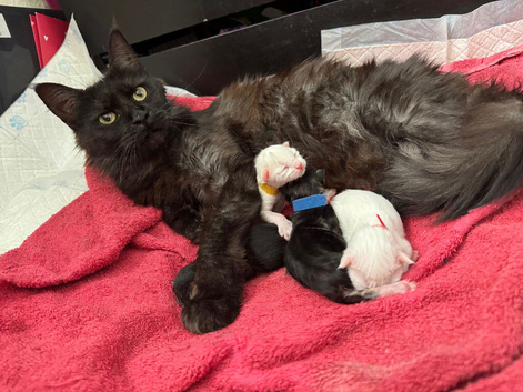 Mixed Mainecoon litter