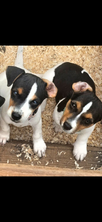 Jack russel