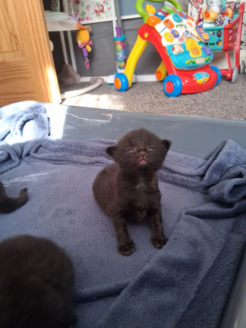Forever home for 4 adorable kittens