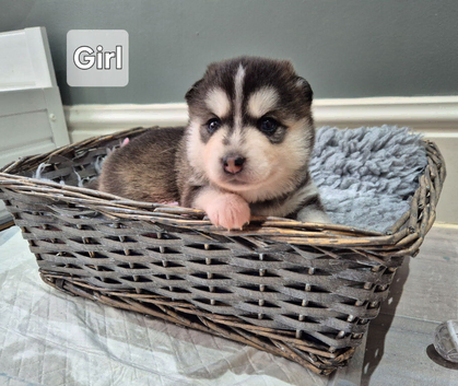Pomsky puppies from Health Tested parents