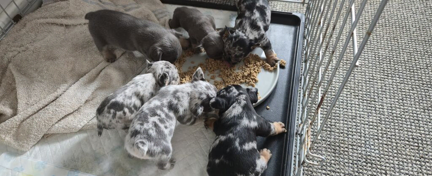6 x outstanding french bulldog puppies