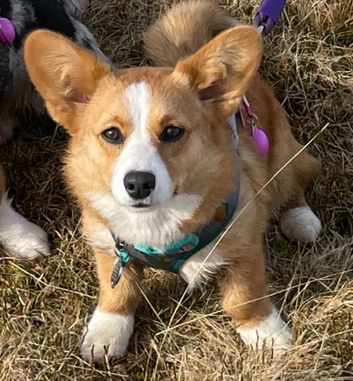 Cardigan Corgi Girl