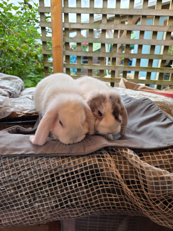 Gorgeous mini lops